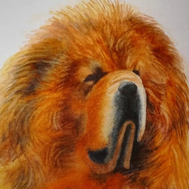 Лёва тибетский мастиф