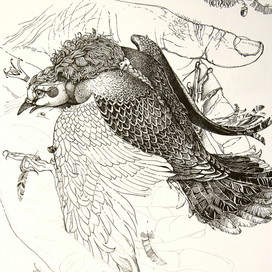 раненая Горлица