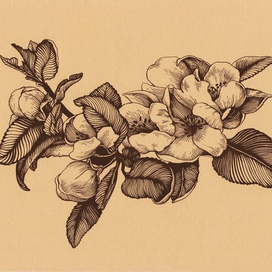 Цветущая яблоня