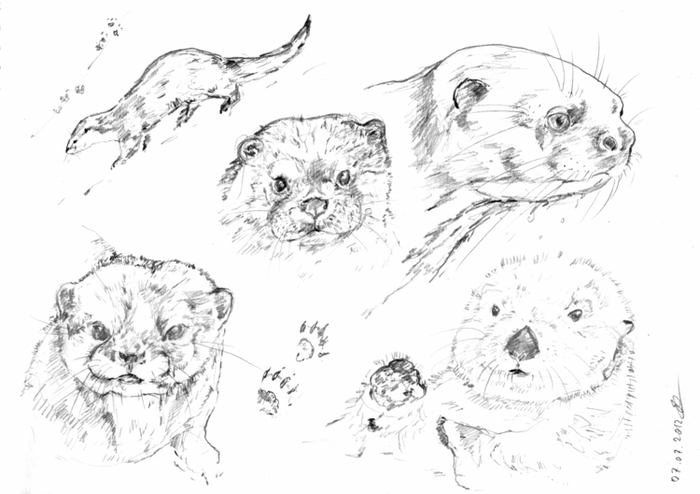 7 июля - День Выдр :-). В смысле, Иван-Купала :-))