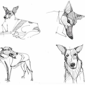 разная собака