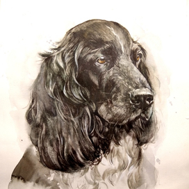 Кокер спаниель