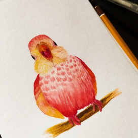 О чём кричит эта птица?