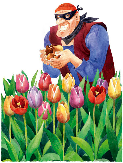 похититель тюльпанов