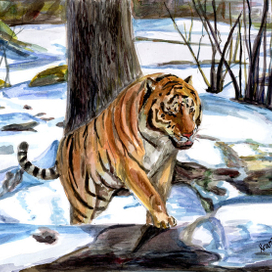 тигр на снегу