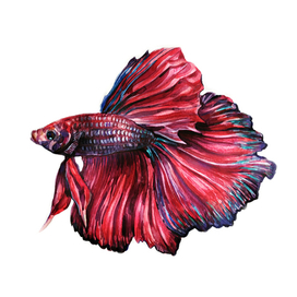 Иллюстрация "Рыба Петушок"