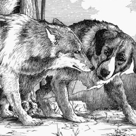 Встреча с волком