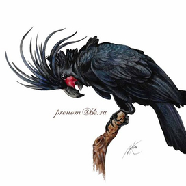 Черный какаду