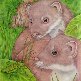 Зелёная штука