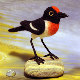 Краснолобая  петроика