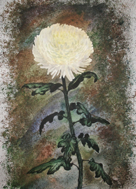 Хризантема