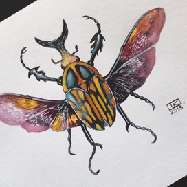 Mecynorhina Polyphemus