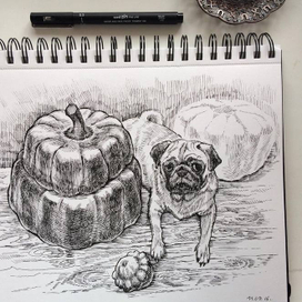 Мопс и тыквы