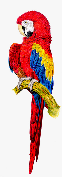 ара красный