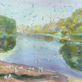 Утро, чайки