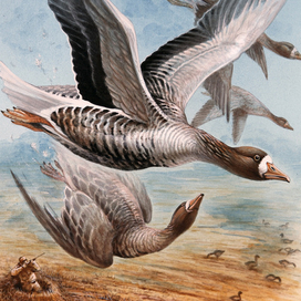 Белолобый...