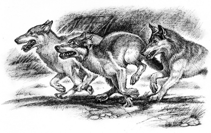 Волки бегут!
