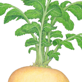 Серия "Овощи", часть 1.