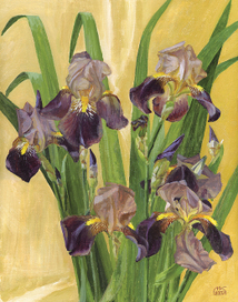 Ирисы