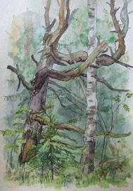 Лесная любовь