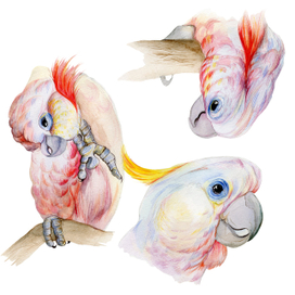 "Plyctolophus sulphurea" 