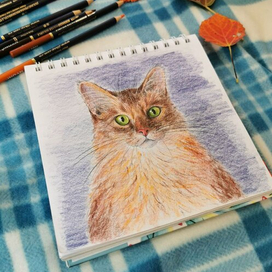 Кошачий взгляд