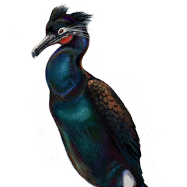 Стеллеров баклан (ныне вымерший)