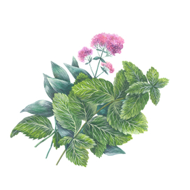 Душица и мята