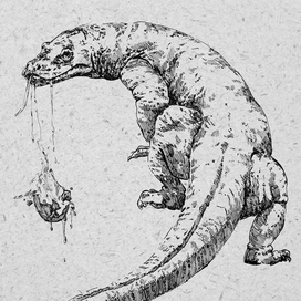 Варан поедающий яйцо 