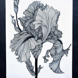 Ирис.Ботаническая графика