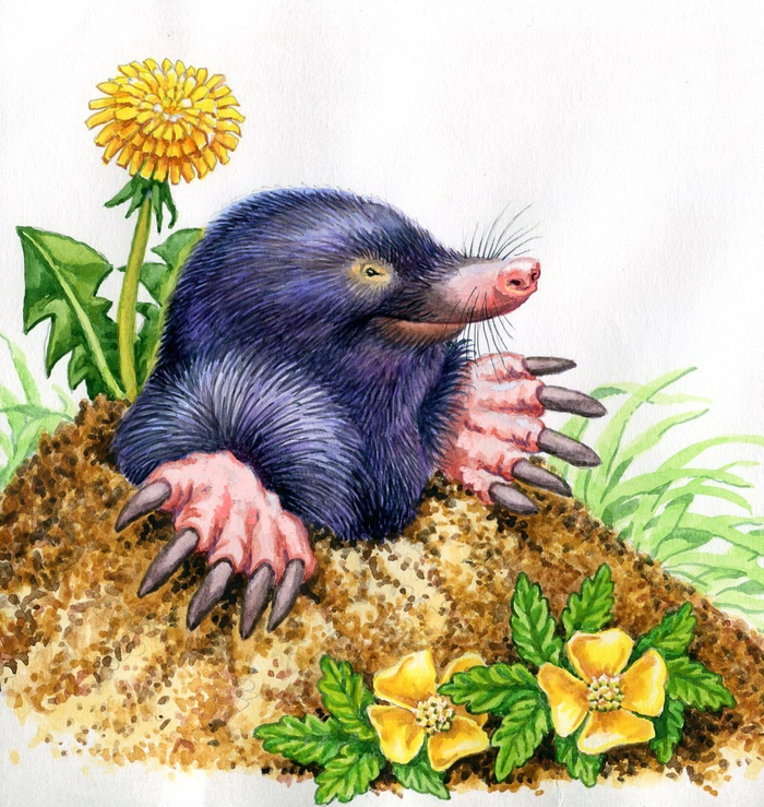 Как прекрасен этот мир...