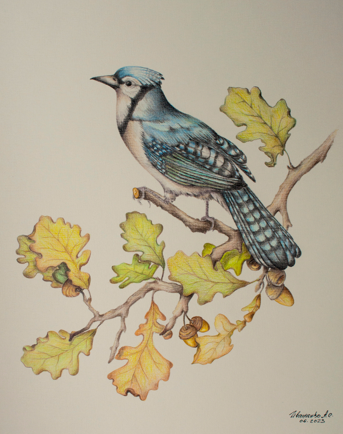 Голубая сойка