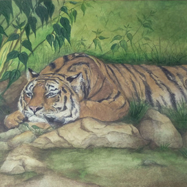 Тигр отдыхает