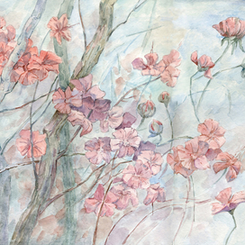 Вишня в цвету