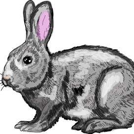 кролик реалистичный