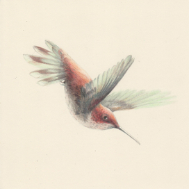 Рисунок Птица Колибри
