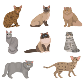 кошки набор
