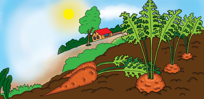 что растёт в огороде?