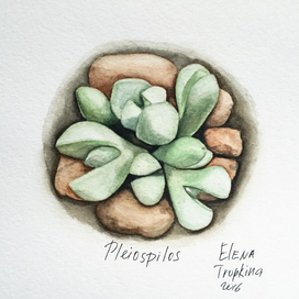 Pleiospilos