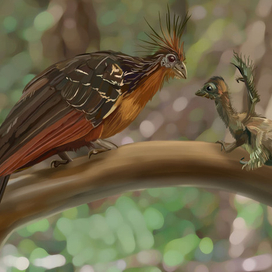 Гоацин с птенцом