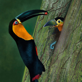 Туканы 
