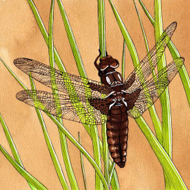 Иллюстрации животных. Стрекоза.
