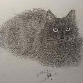 Portrait of cat 