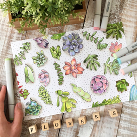 Суккуленты