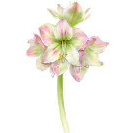 Ботаническая иллюстрация. Бело-розовый гиппеаструм.