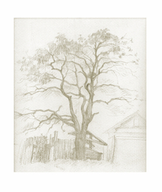 зарисовка дерева