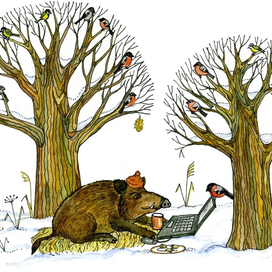 Кабан на "удаленке"