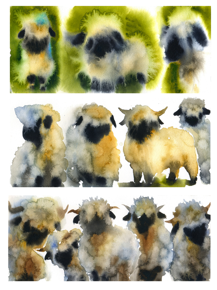 Валлийские черномордые овечки