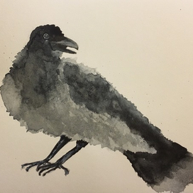 Пушистая ворона