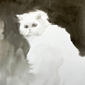 «Котик»